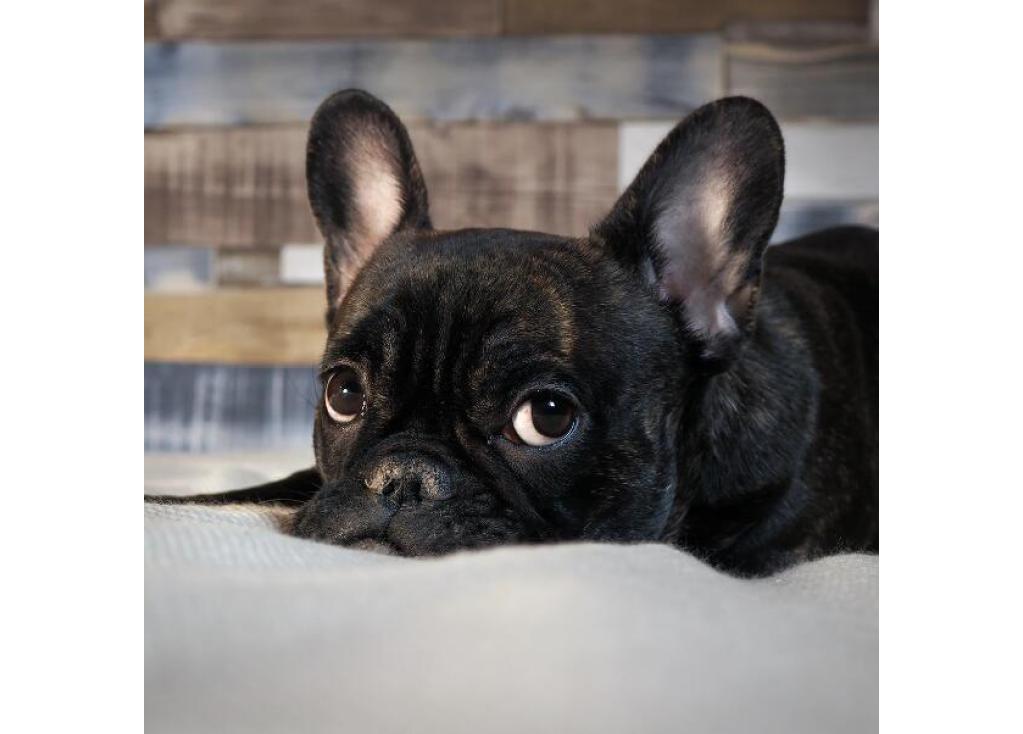Urinary Issues in Dogs: What You Need to Know